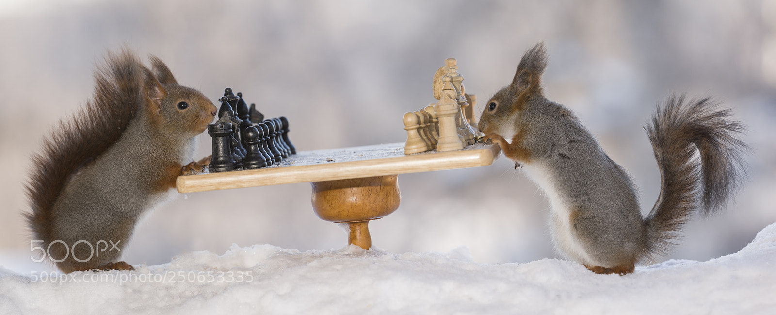 Nikon D810 sample photo. Red squirrels with start photography