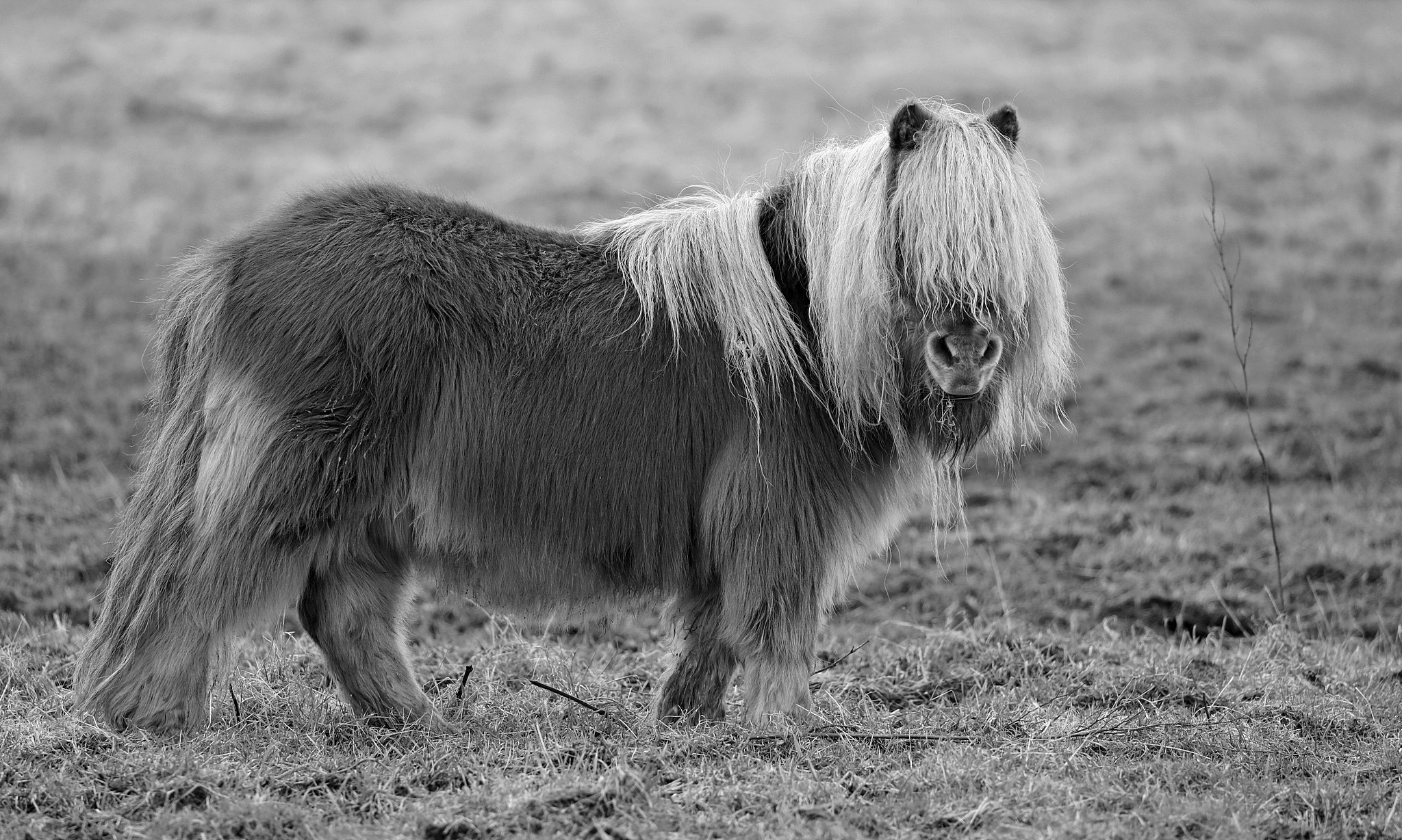 Canon EOS 5D Mark IV sample photo. Pony photography