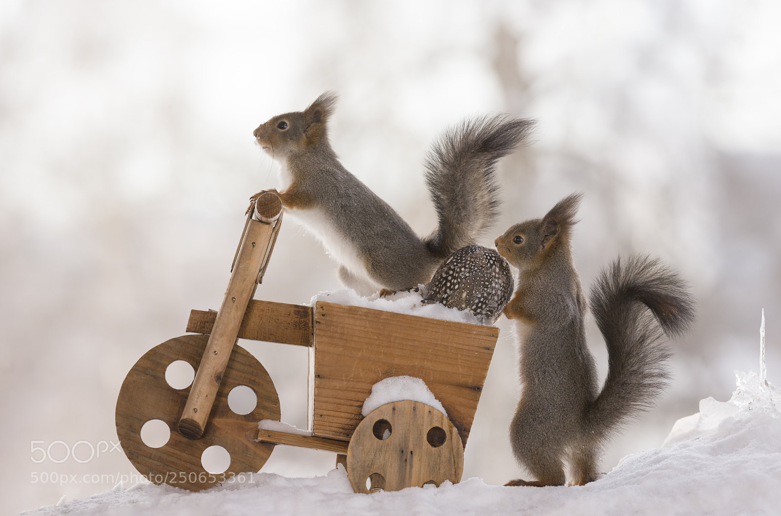 Nikon D810 sample photo. Red squirrels on a photography
