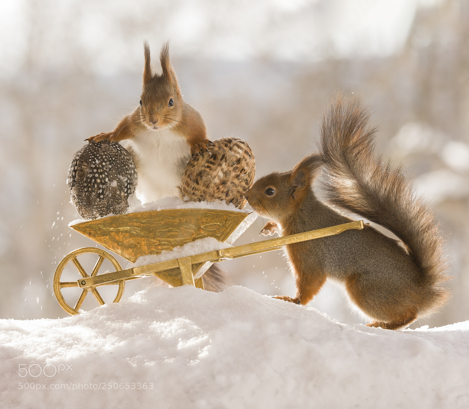 Nikon D810 sample photo. Red squirrels with eggs photography