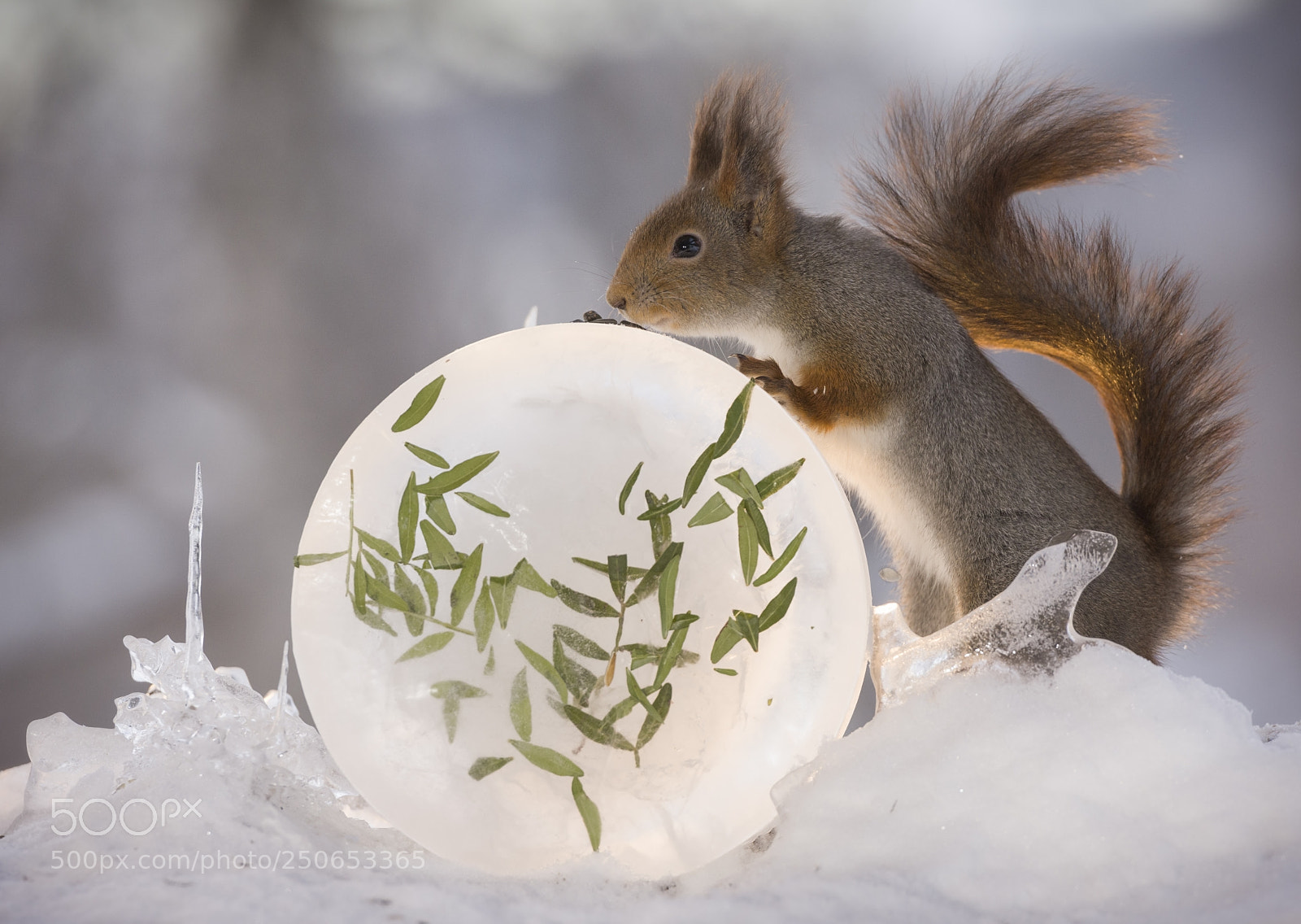Nikon D810 sample photo. Red squirrel is leaning photography