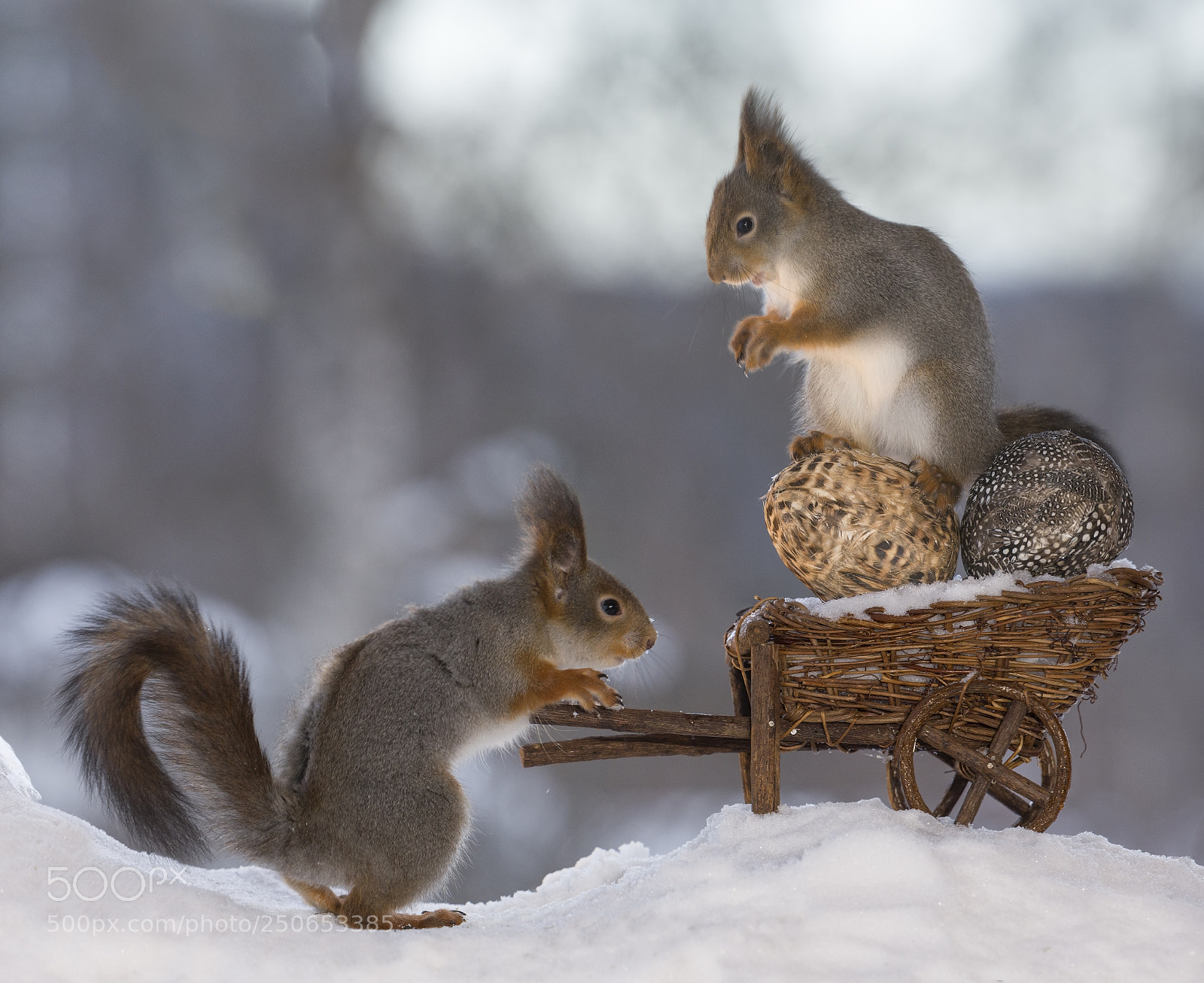 Nikon D810 sample photo. Red squirrels with an photography