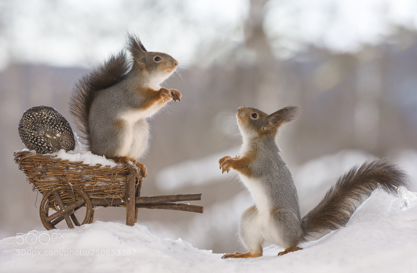 Nikon D810 sample photo. Red squirrels on a photography