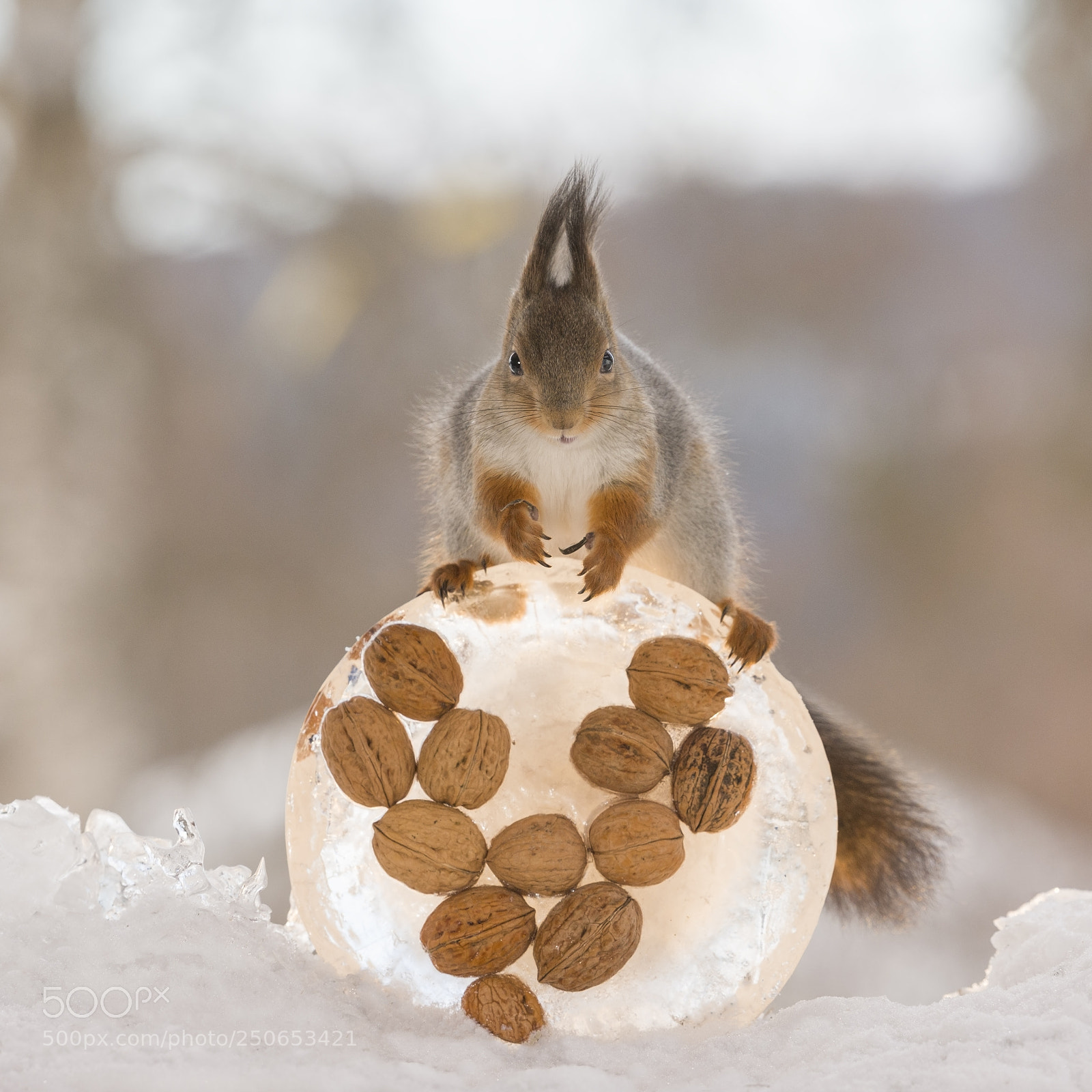 Nikon D810 sample photo. Red squirrel standing on photography