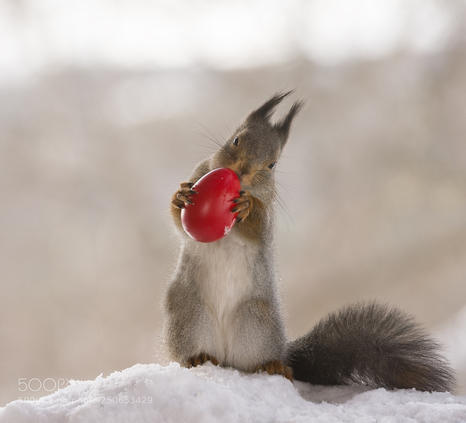 Nikon D810 sample photo. Red squirrel is holding photography