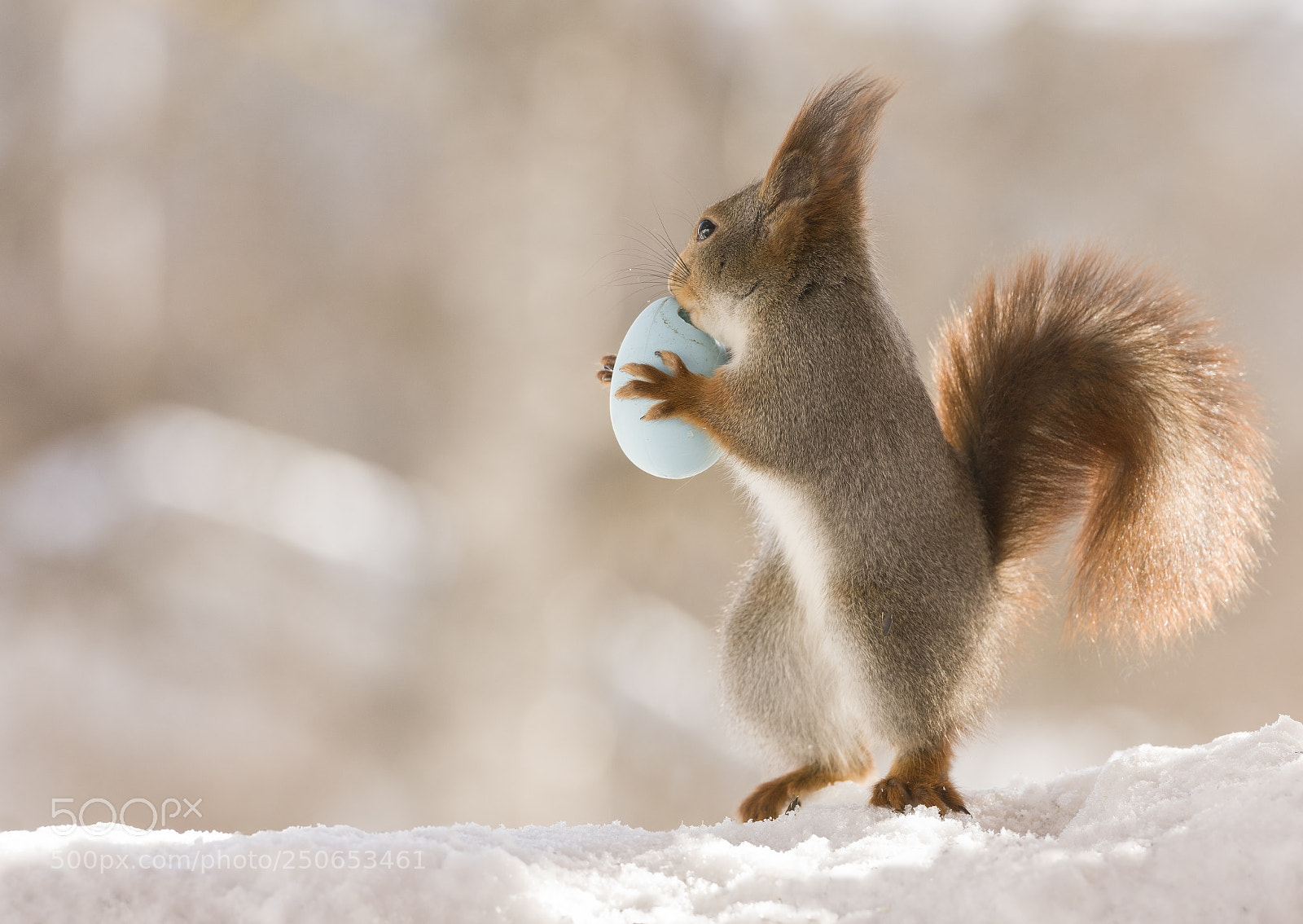 Nikon D810 sample photo. Red squirrel holding an photography