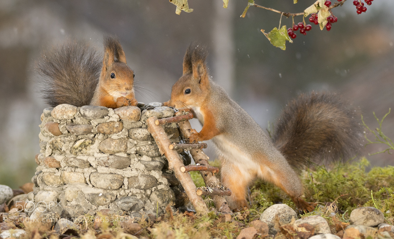 Nikon D7100 sample photo. Squirrels together with a photography