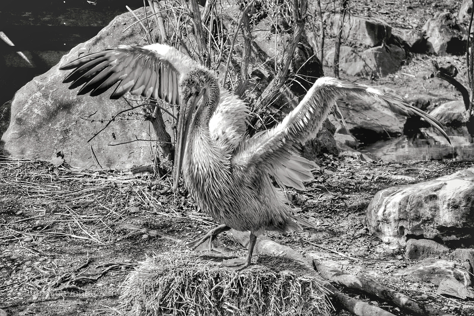 Sony a6000 sample photo. Ready for take off photography