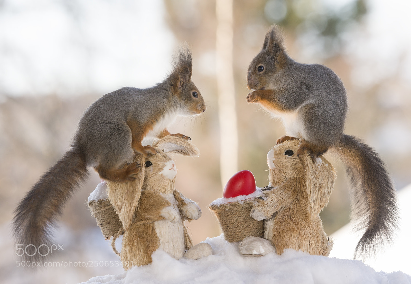 Nikon D810 sample photo. Red squirrels standing a photography