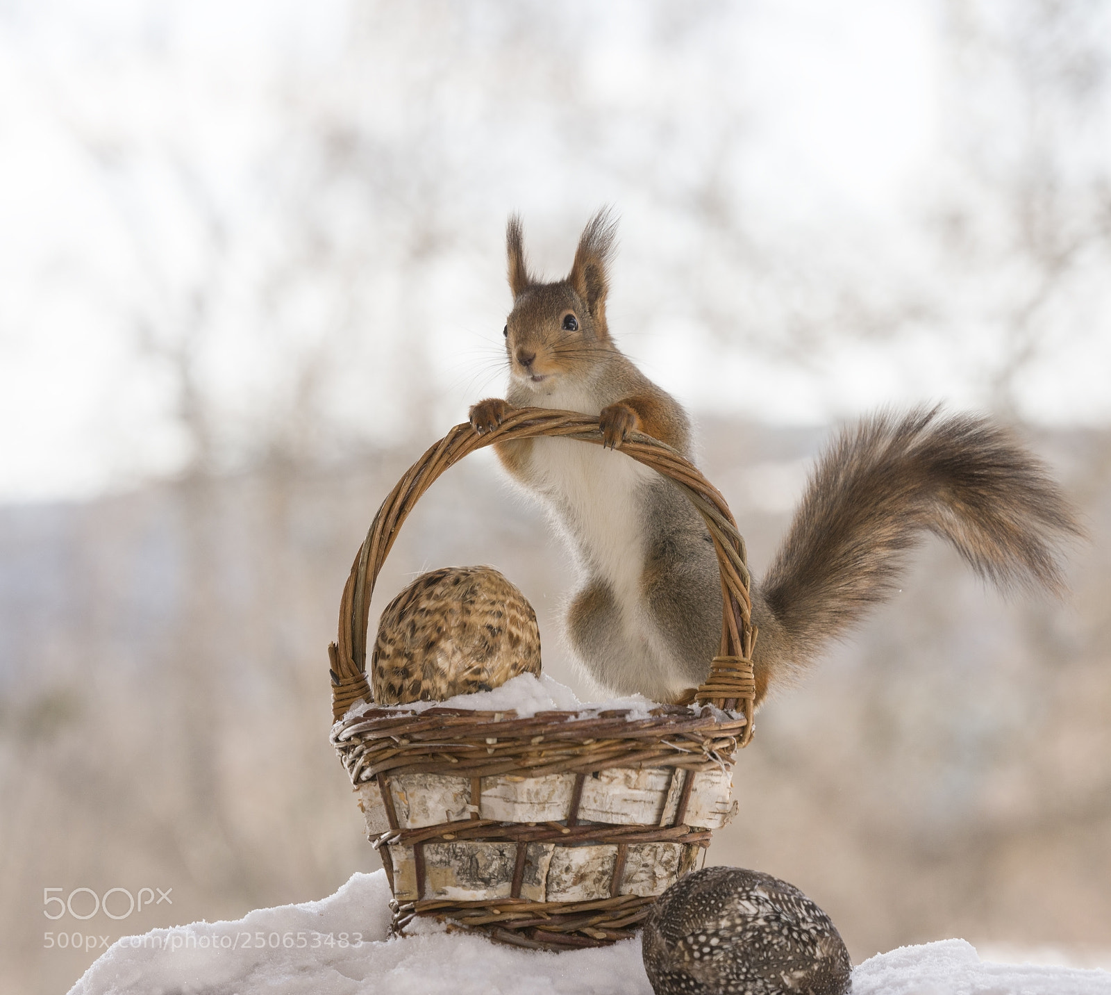 Nikon D810 sample photo. Red squirrel is holding photography