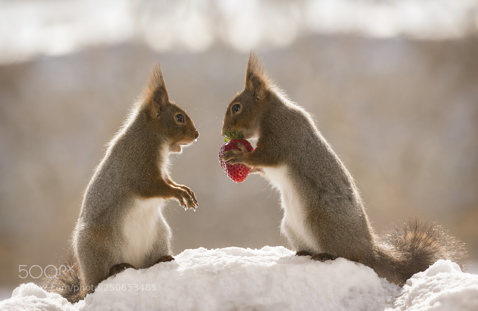 Nikon D810 sample photo. Red squirrel holding an photography