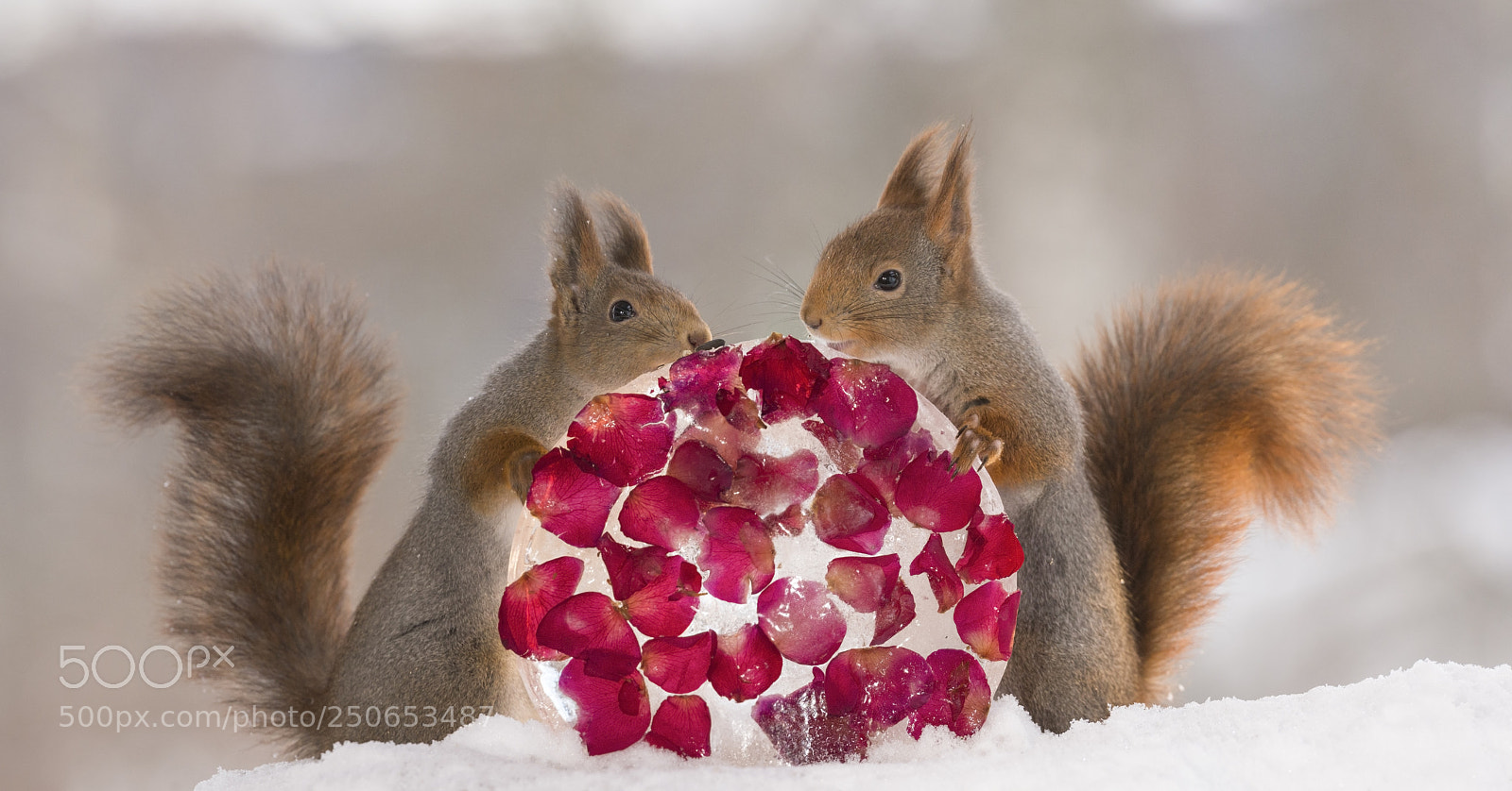 Nikon D810 sample photo. Red squirrels touching ice photography