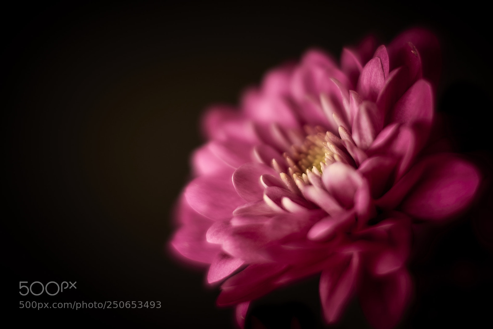 Nikon D800E sample photo. Soft and gentle photography