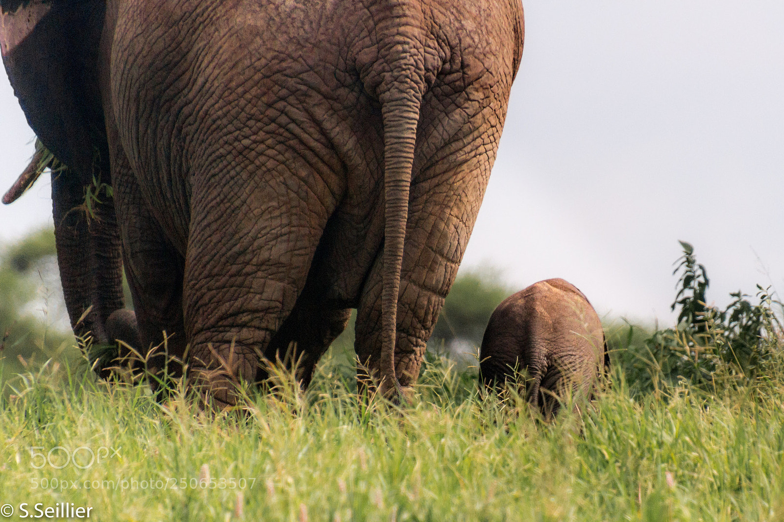 Canon EOS 700D (EOS Rebel T5i / EOS Kiss X7i) sample photo. Elephants behind photography