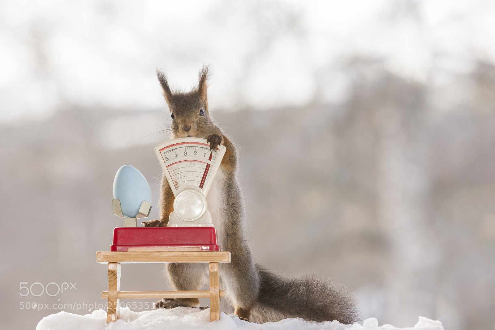 Nikon D810 sample photo. Red squirrel holding a photography
