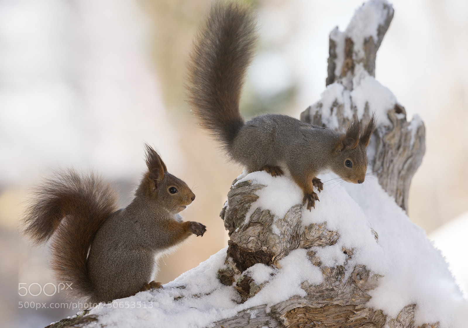 Nikon D810 sample photo. Red squirrels standing on photography