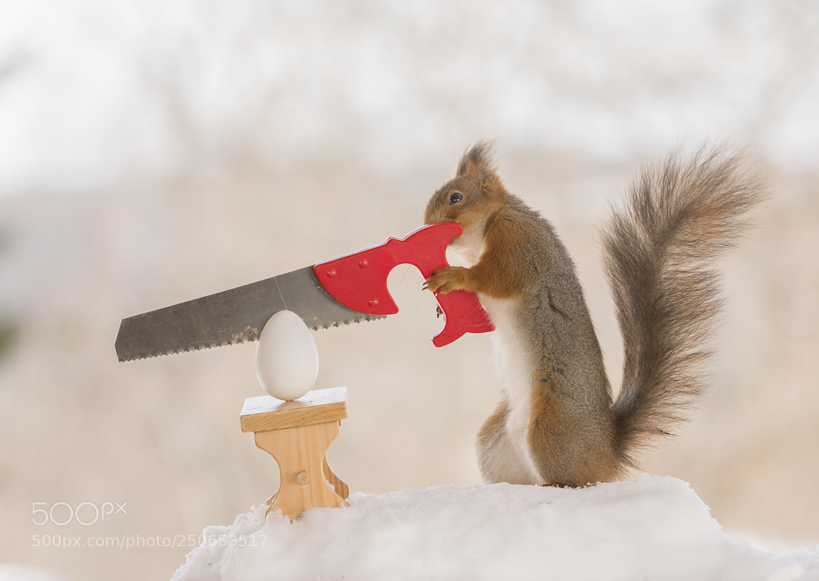 Nikon D810 sample photo. Red squirrel holding a photography
