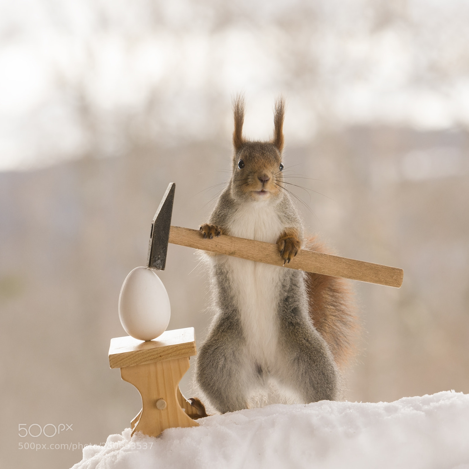 Nikon D810 sample photo. Red squirrel is holding photography