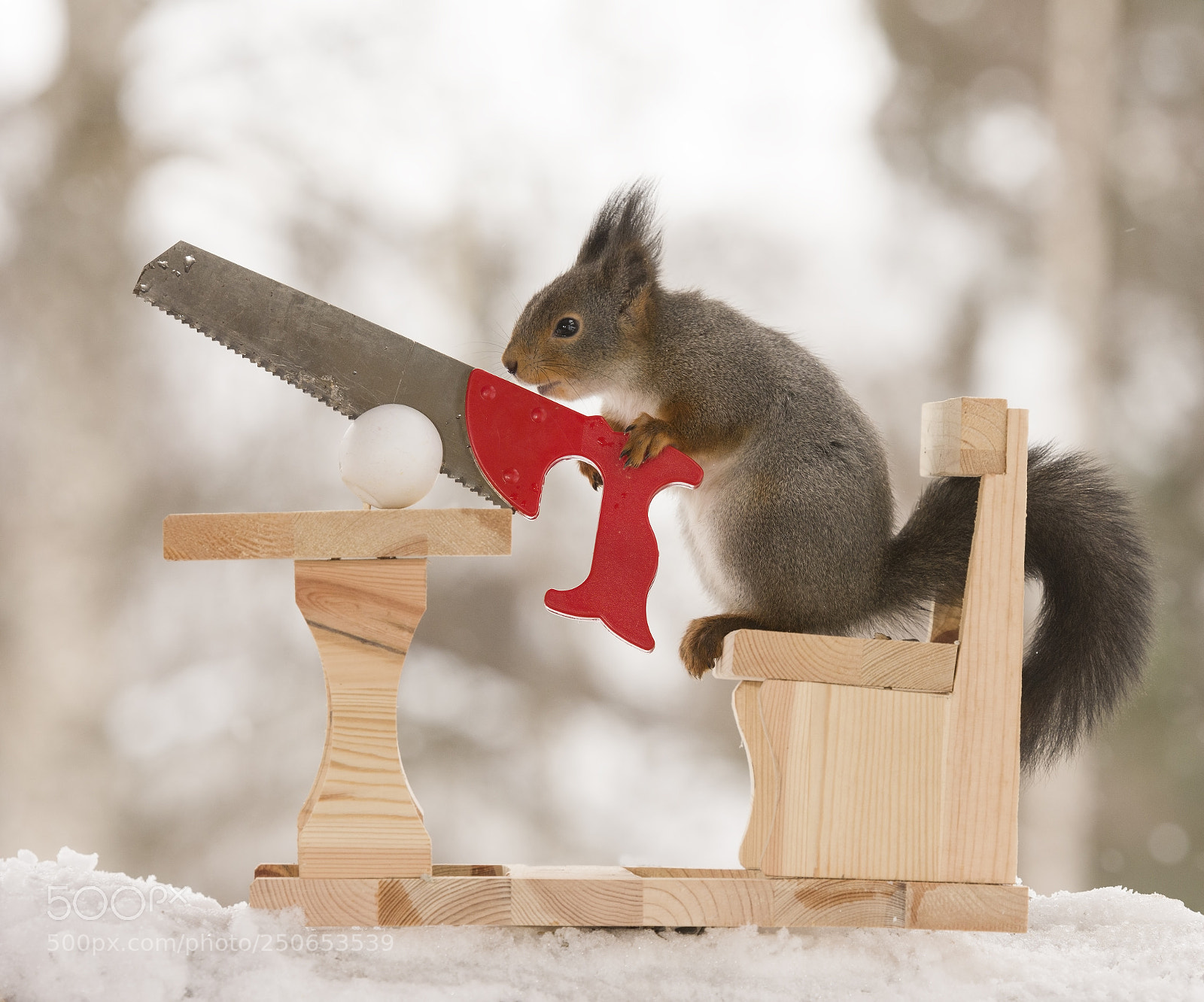 Nikon D810 sample photo. Squirrel holding a saw photography
