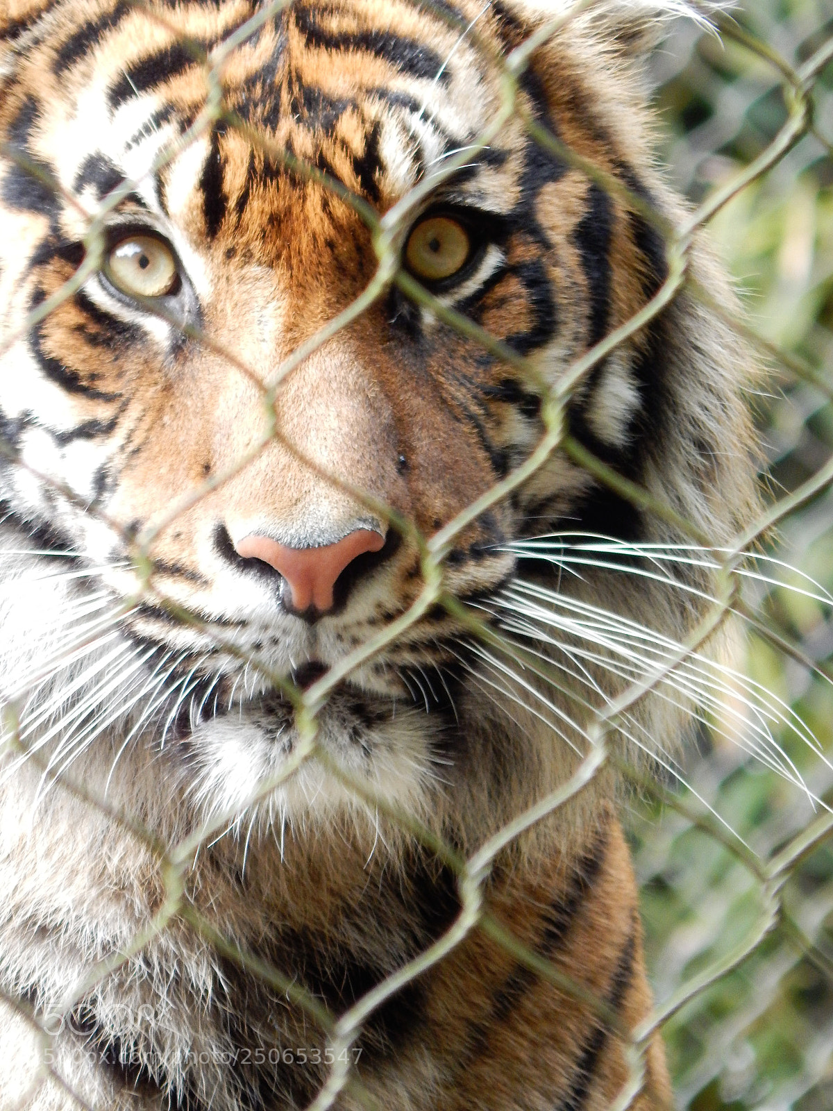 Nikon Coolpix L830 sample photo. Staring into your soul photography