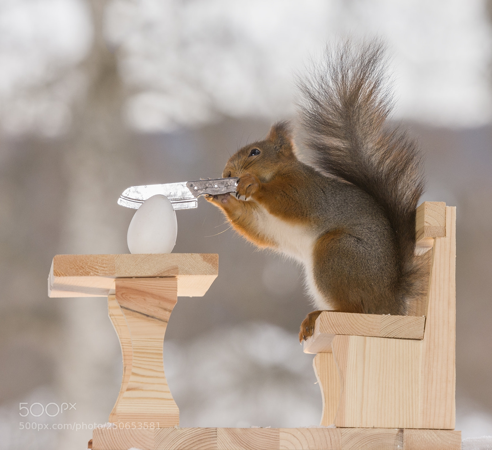 Nikon D810 sample photo. Red squirrel is holding photography