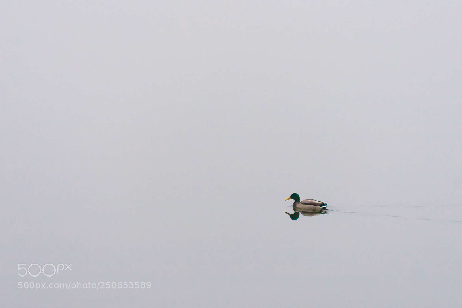 Canon EOS 30D sample photo. Duck in the fog photography