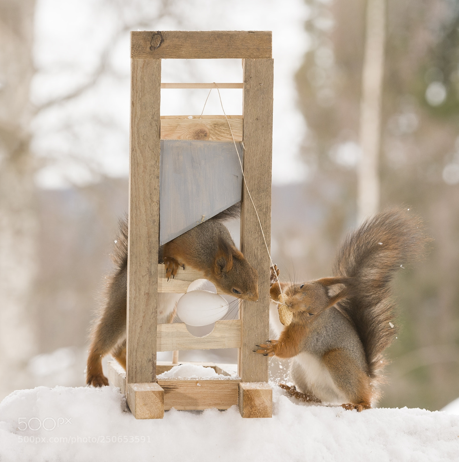 Nikon D810 sample photo. Red squirrel holding a photography