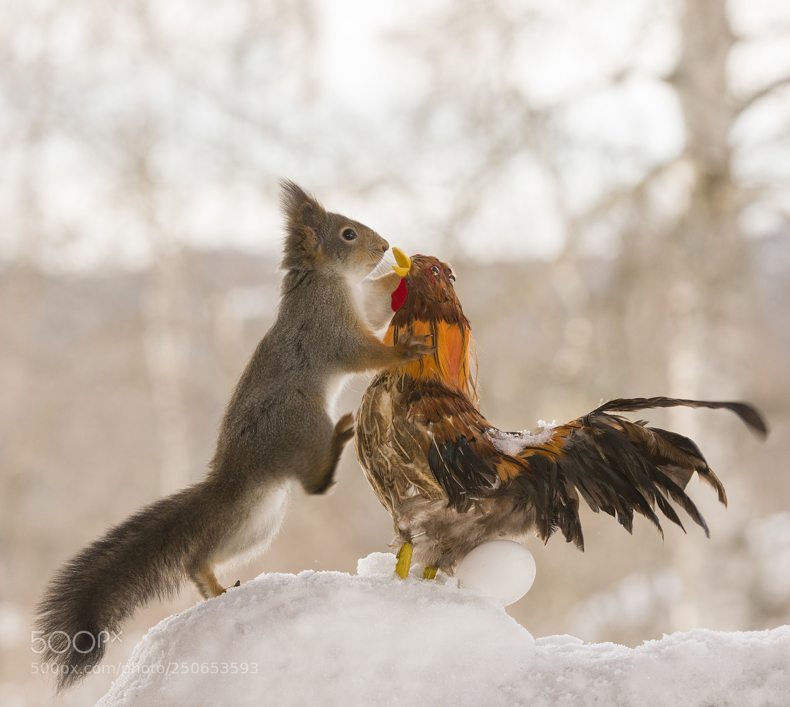 Nikon D810 sample photo. Red squirrel climbing on photography