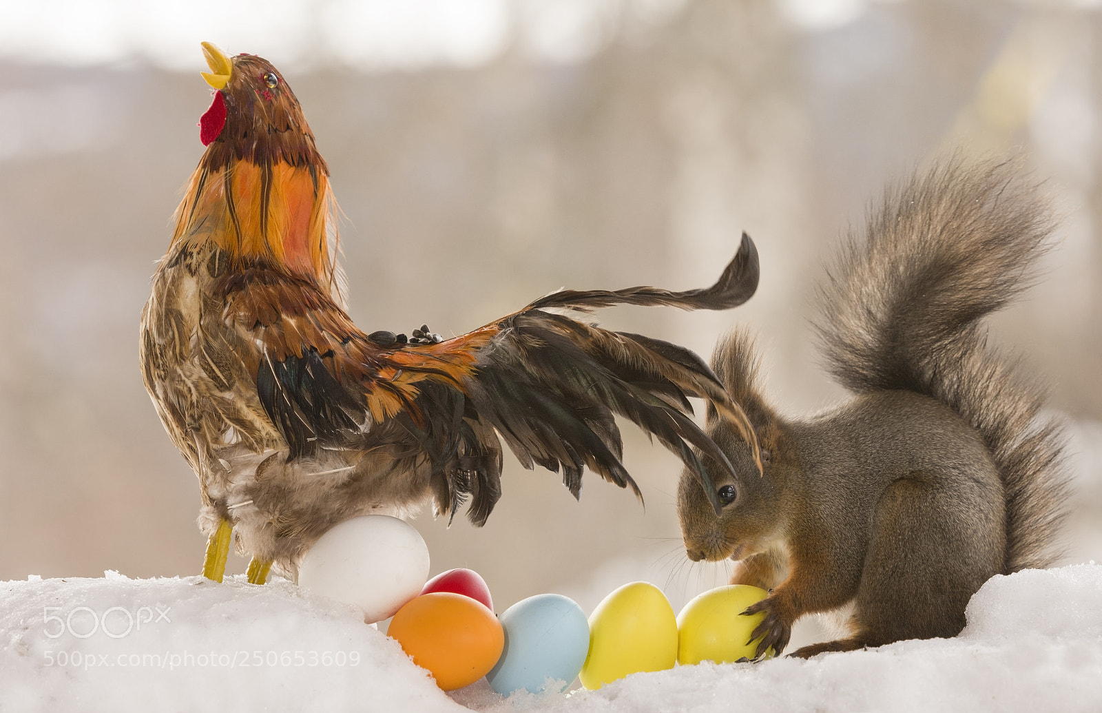 Nikon D810 sample photo. Red squirrel with a photography