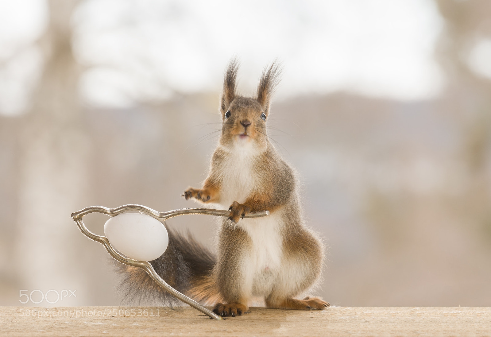 Nikon D810 sample photo. Red squirrel touching a photography
