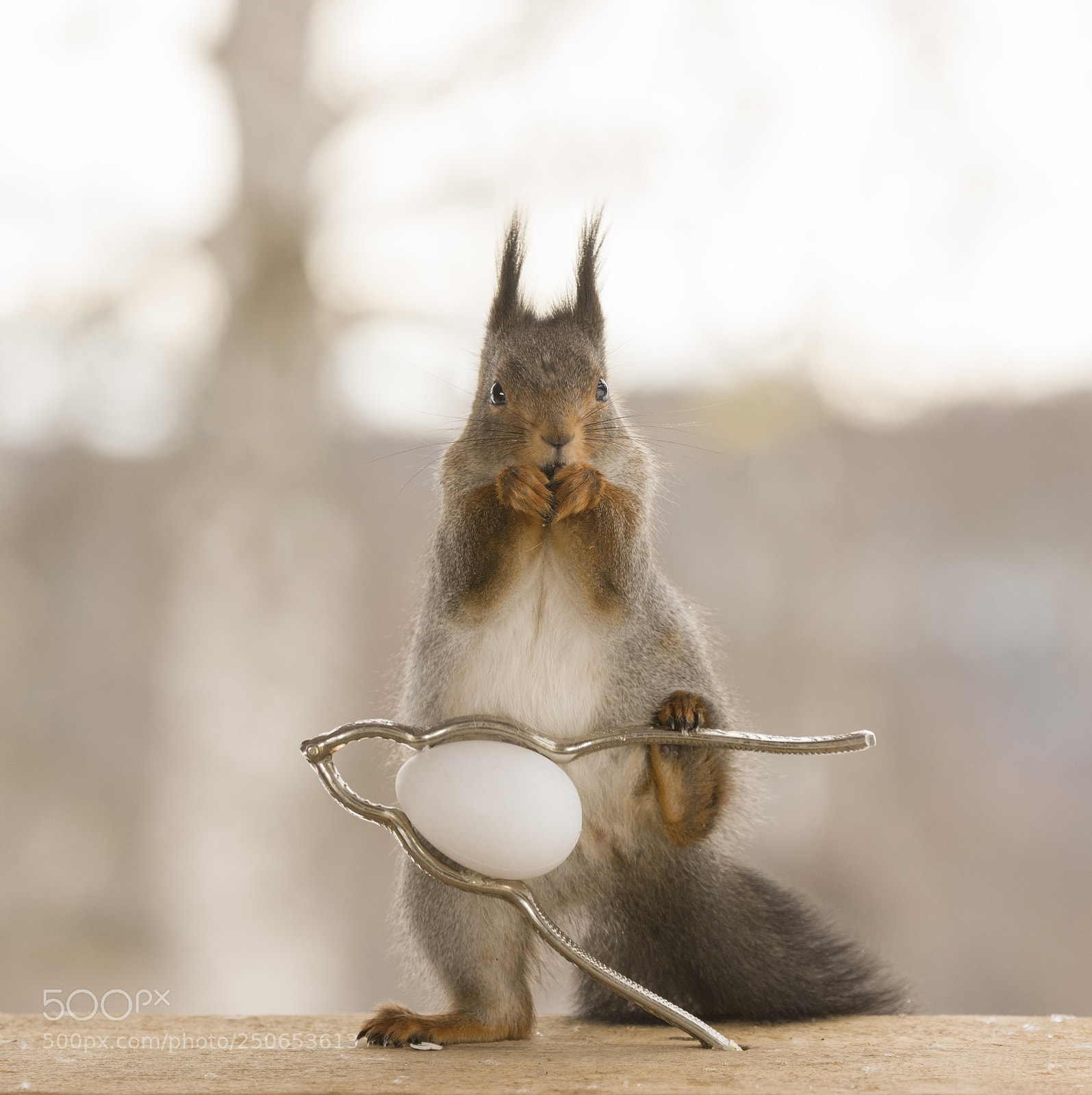 Nikon D810 sample photo. Red squirrel standing on photography
