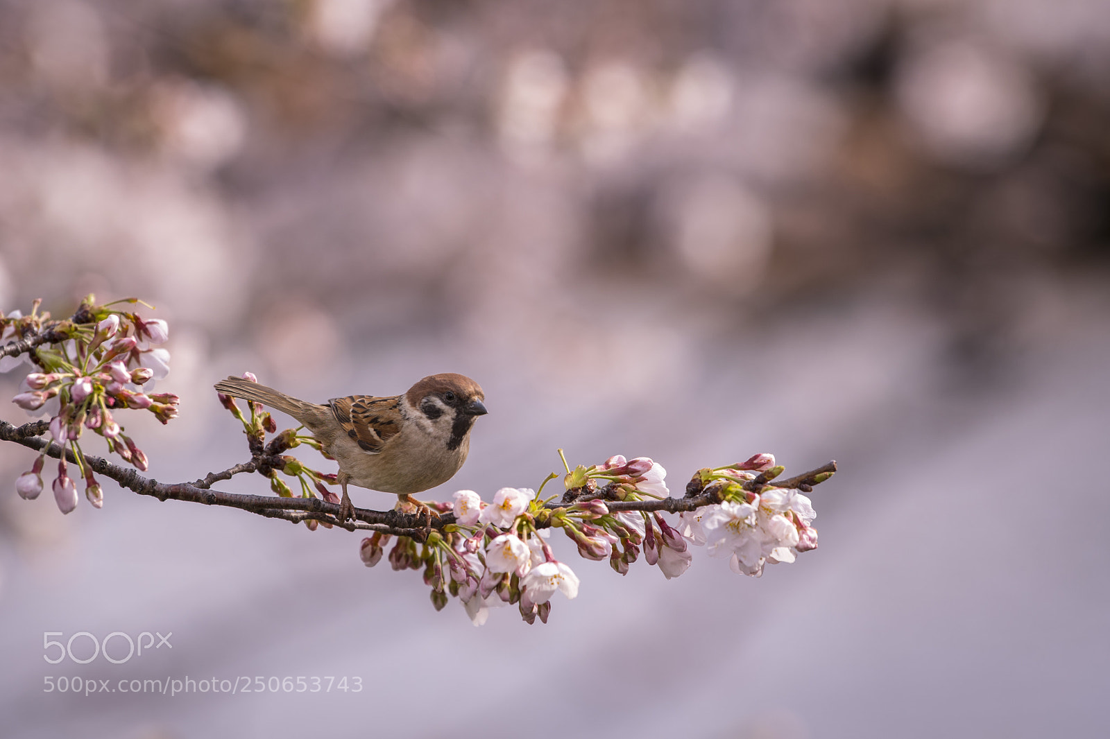 Nikon D500 sample photo. Sakura sparrow photography