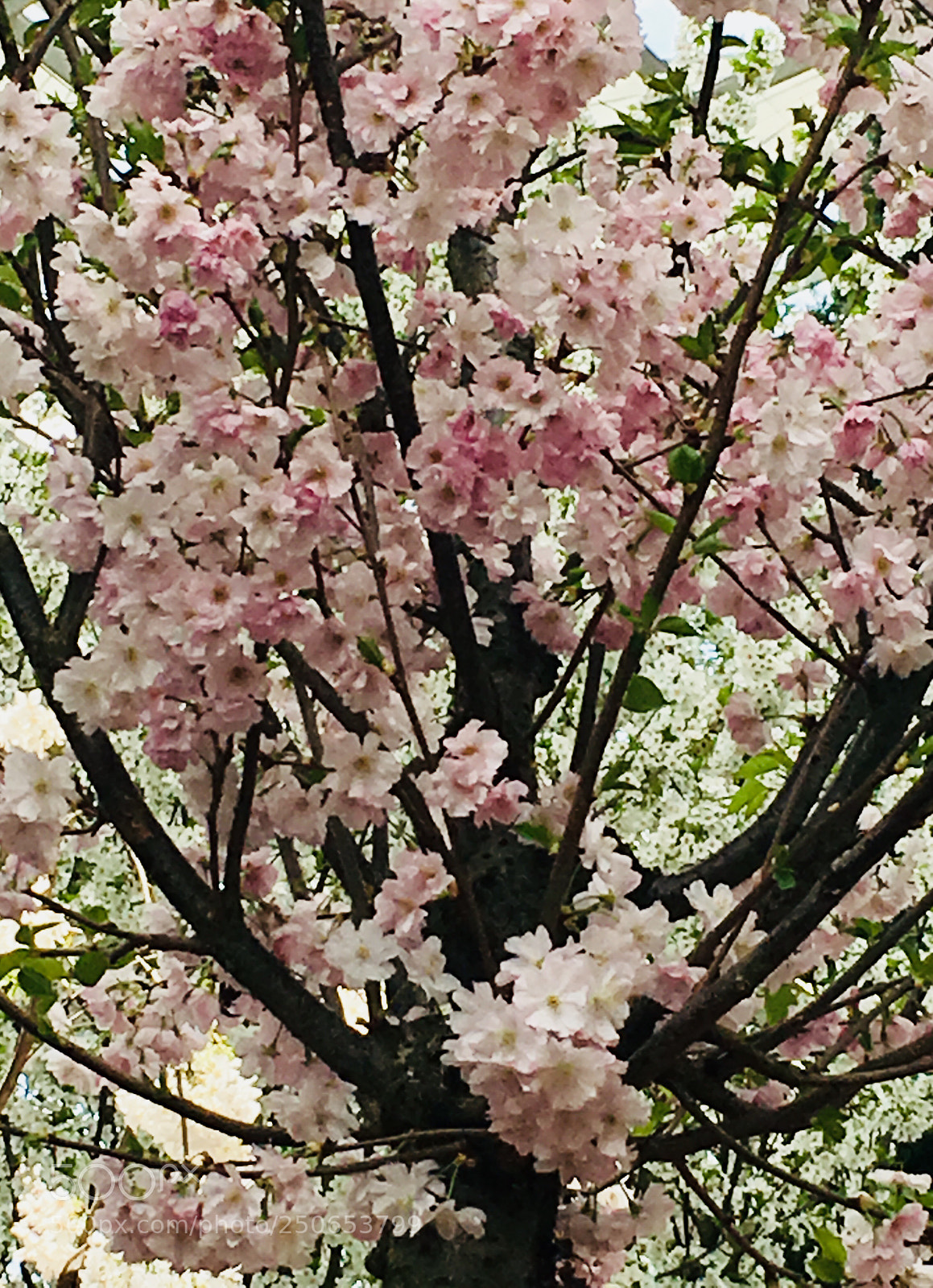 Apple iPhone 6s Plus sample photo. Untitled photography