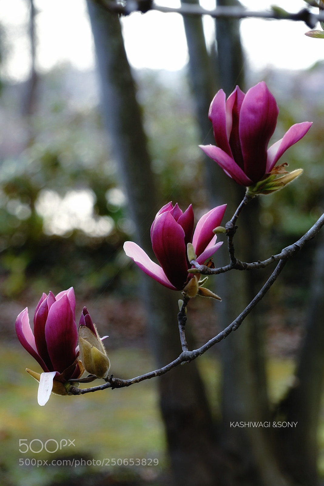 Sony a7 II sample photo. Purple glossy photography