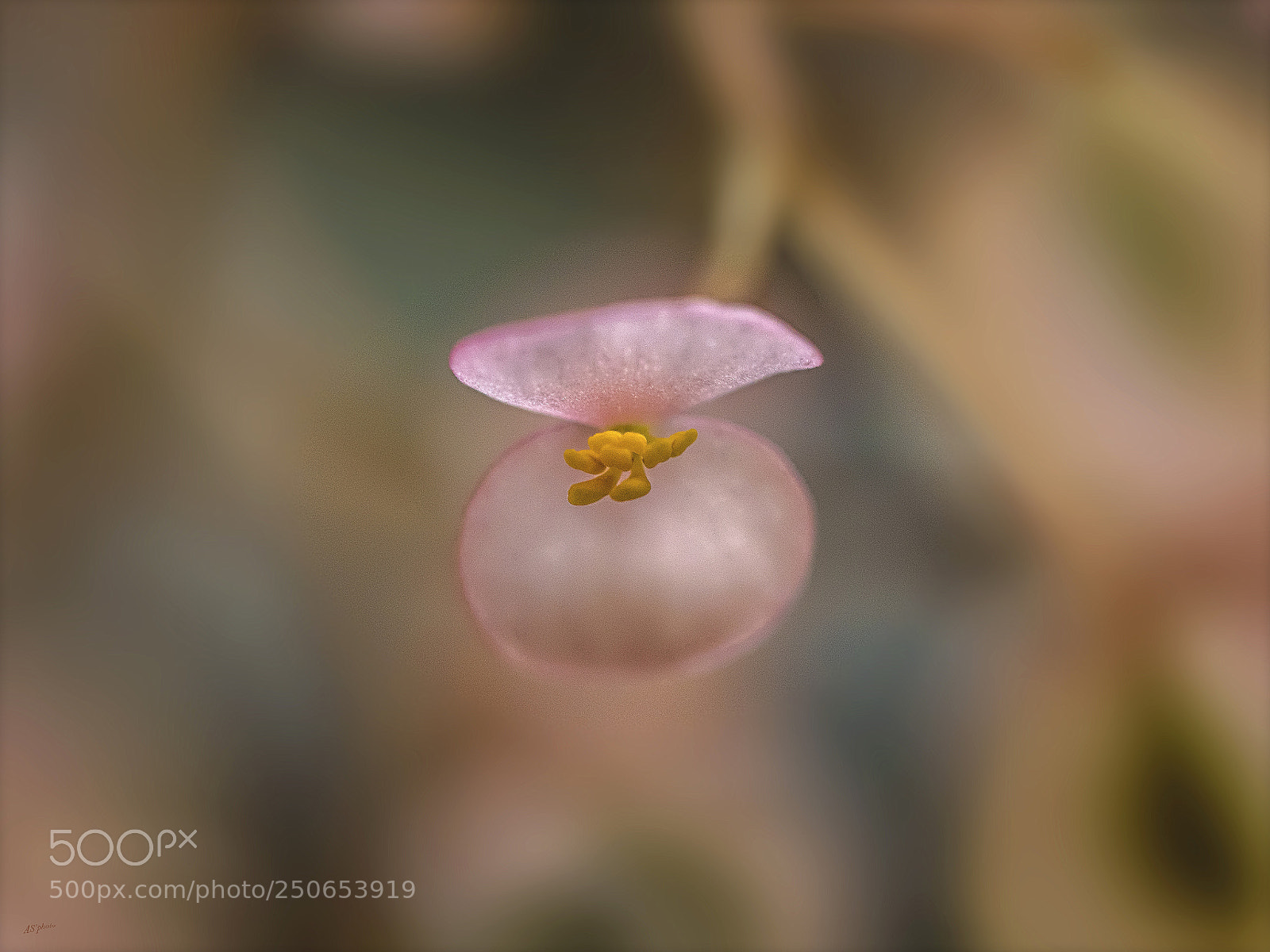 Olympus OM-D E-M1 Mark II sample photo. Begonias bloom photography