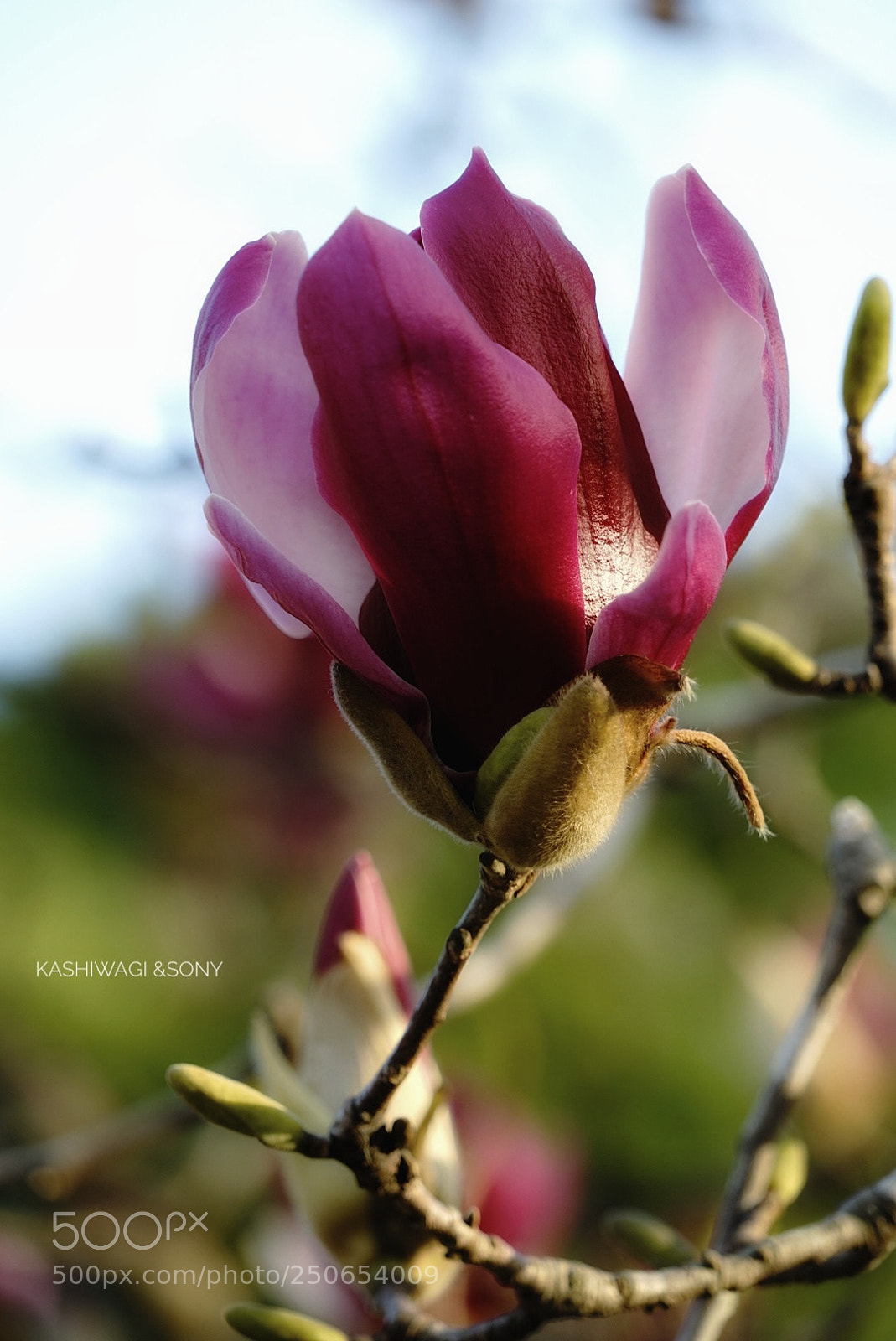 Sony a7 II sample photo. Purple glossy photography