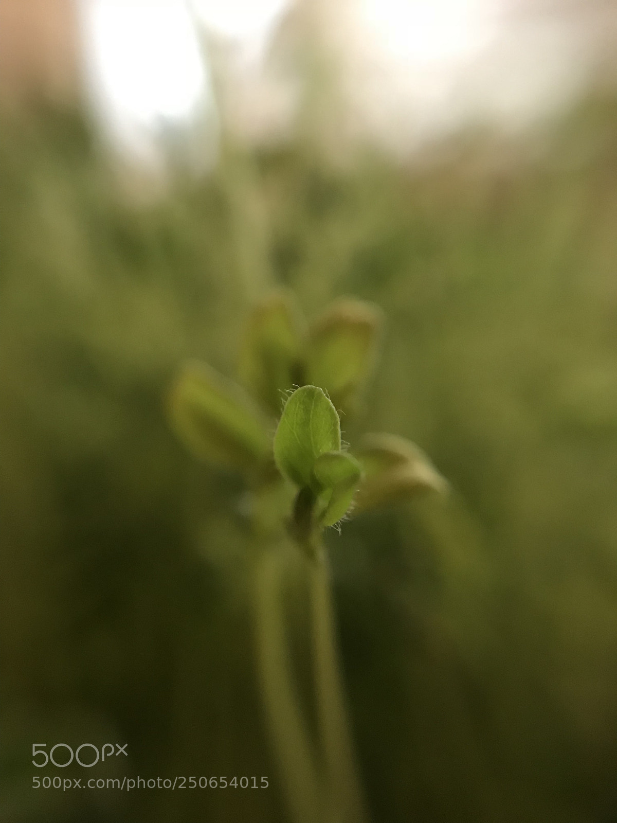 Apple iPhone 7 sample photo. Untitled photography