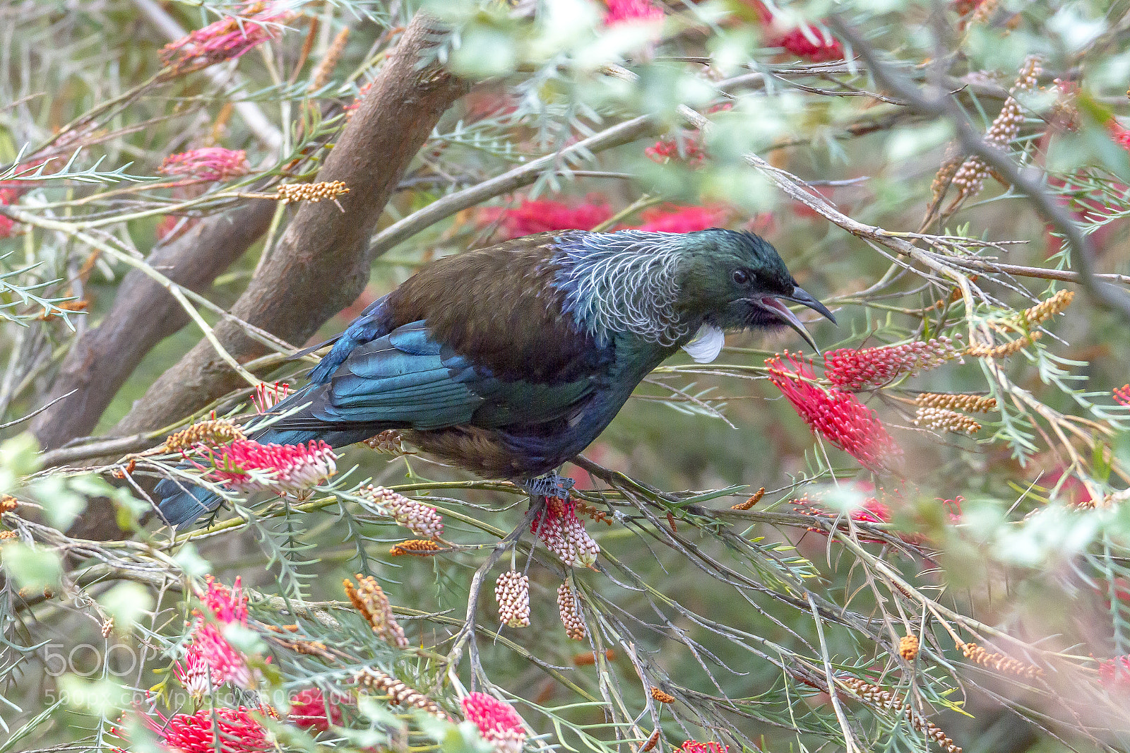 Canon EOS 7D sample photo. New zealand native tui photography