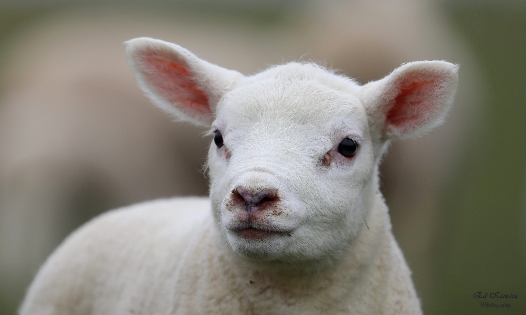 Canon EOS 5D Mark IV sample photo. A sweet little lamb. photography