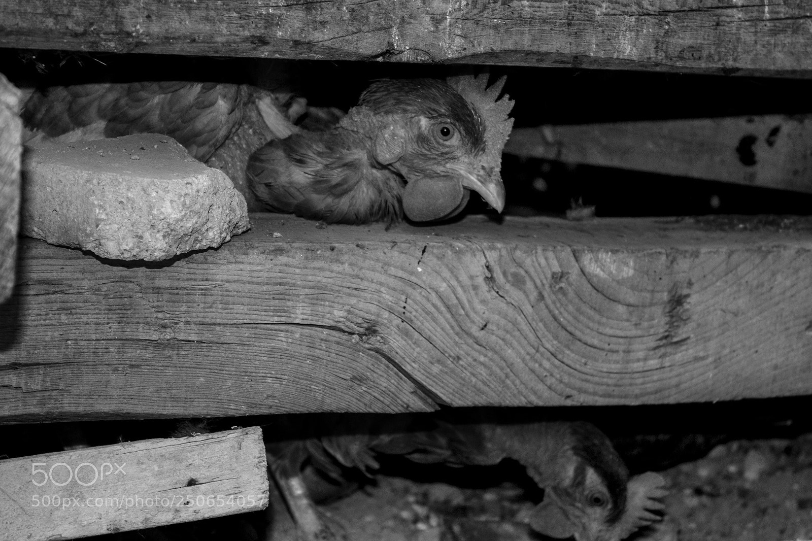 Canon EOS 70D sample photo. ¿a quién buscas? photography