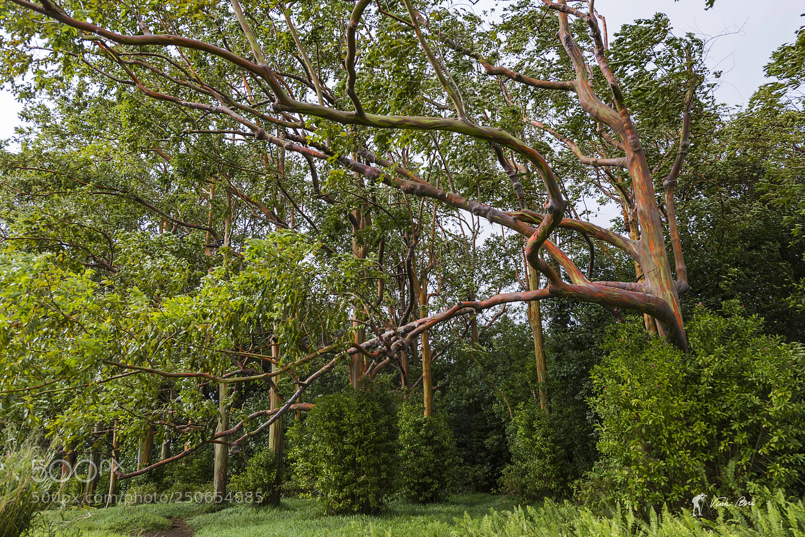 Nikon D800 sample photo. Rainbow eucalyptus photography
