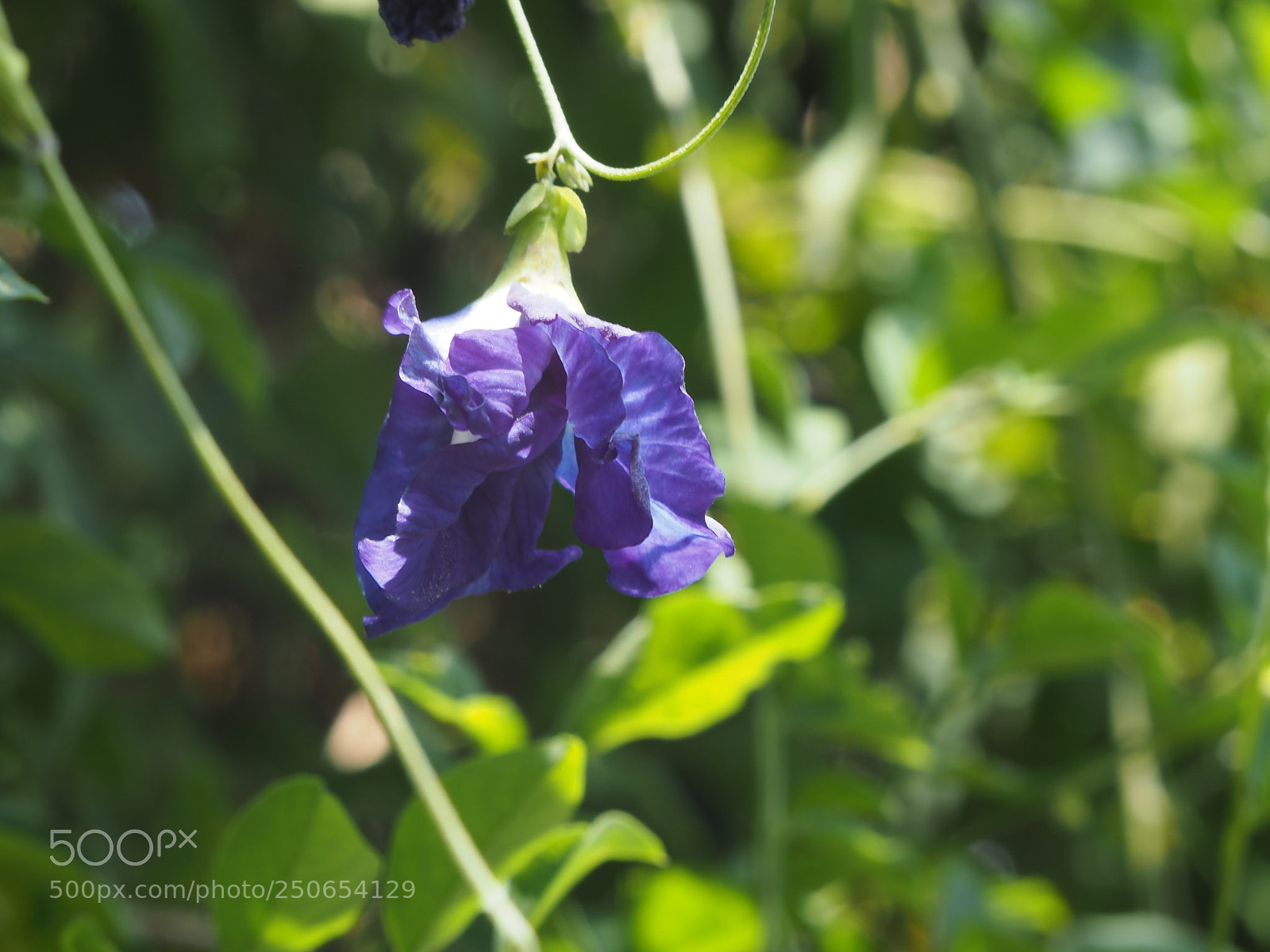 Olympus PEN E-PL7 sample photo. Backyard #01 photography