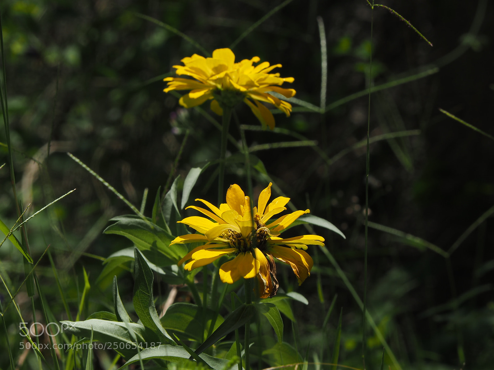 Olympus PEN E-PL7 sample photo. Backyard #02 photography
