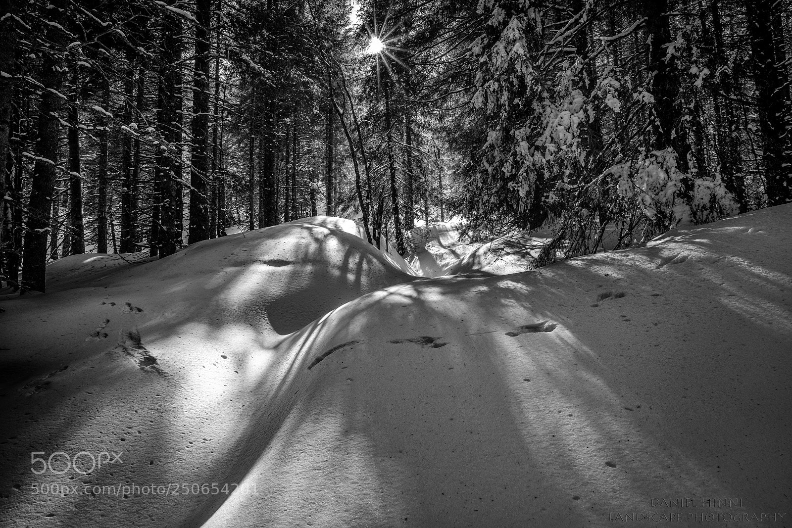 Nikon D850 sample photo. Winterwald photography