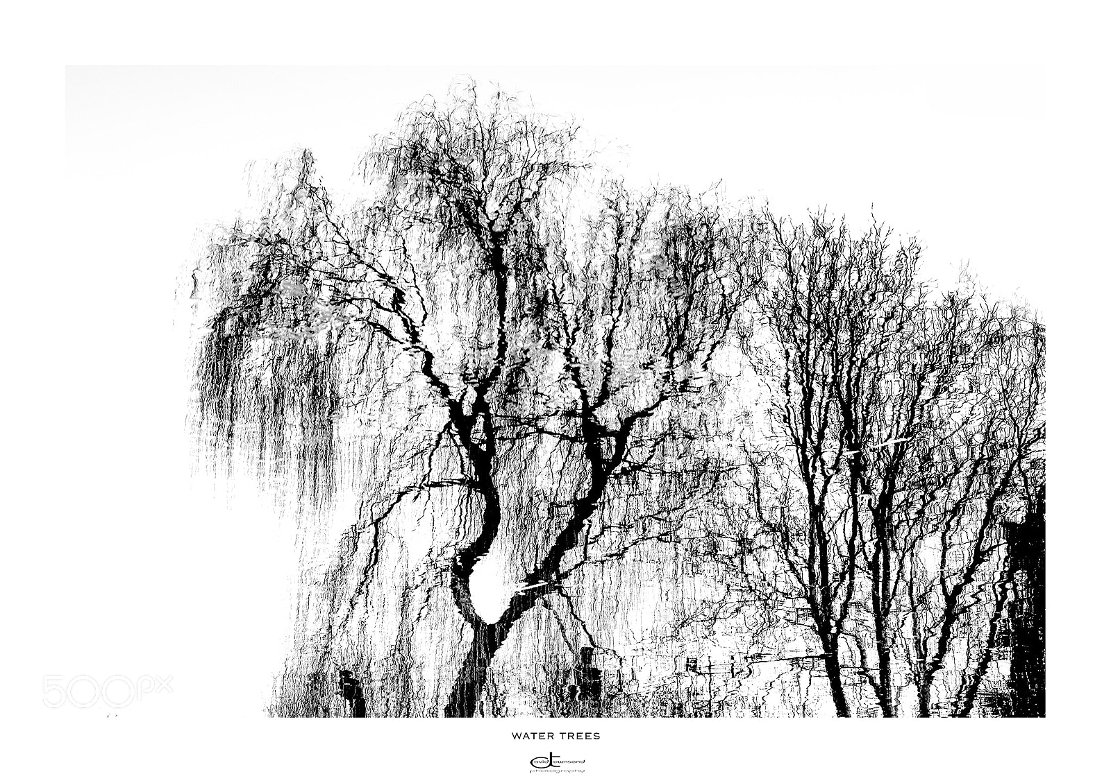 Fujifilm X-Pro2 sample photo. Water trees photography