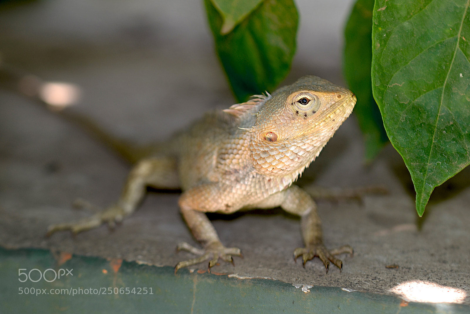 Nikon D5100 sample photo. Sneak view of  lizard photography