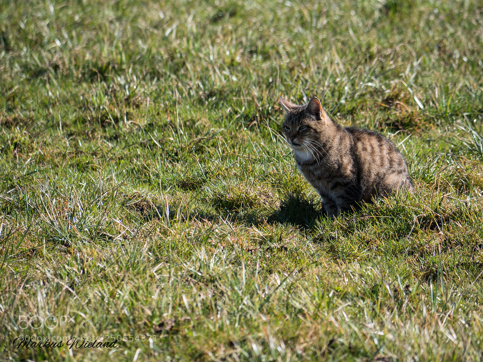 Panasonic Lumix DC-G9 sample photo. Katze im gras photography