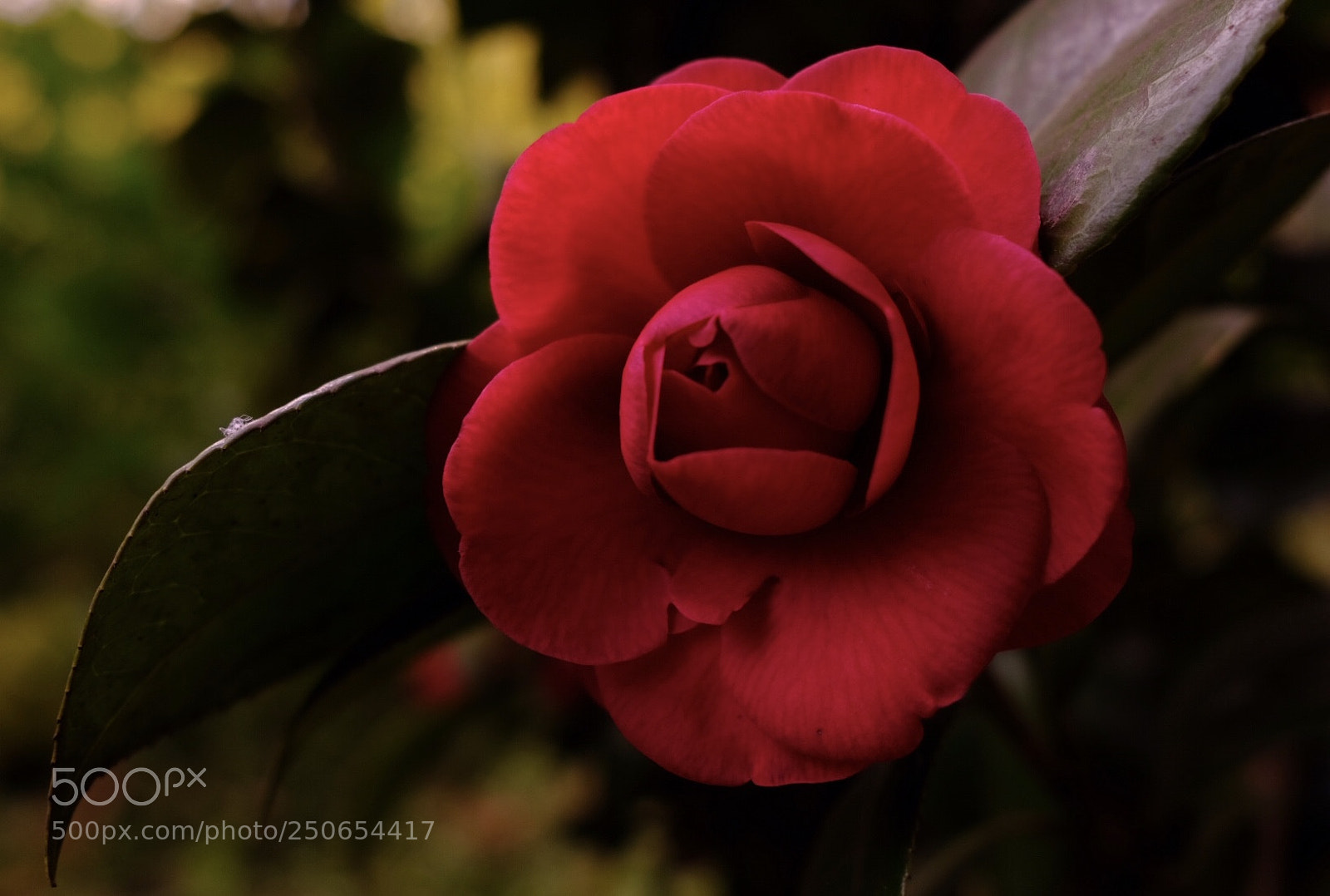 Fujifilm X-Pro2 sample photo. Red photography