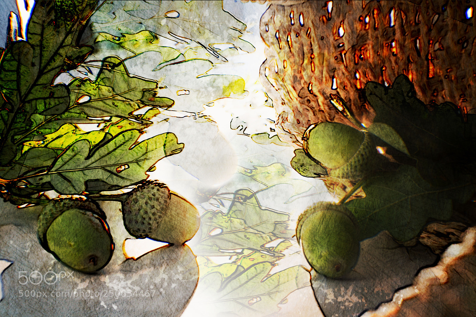 Nikon D7200 sample photo. Acorns photography