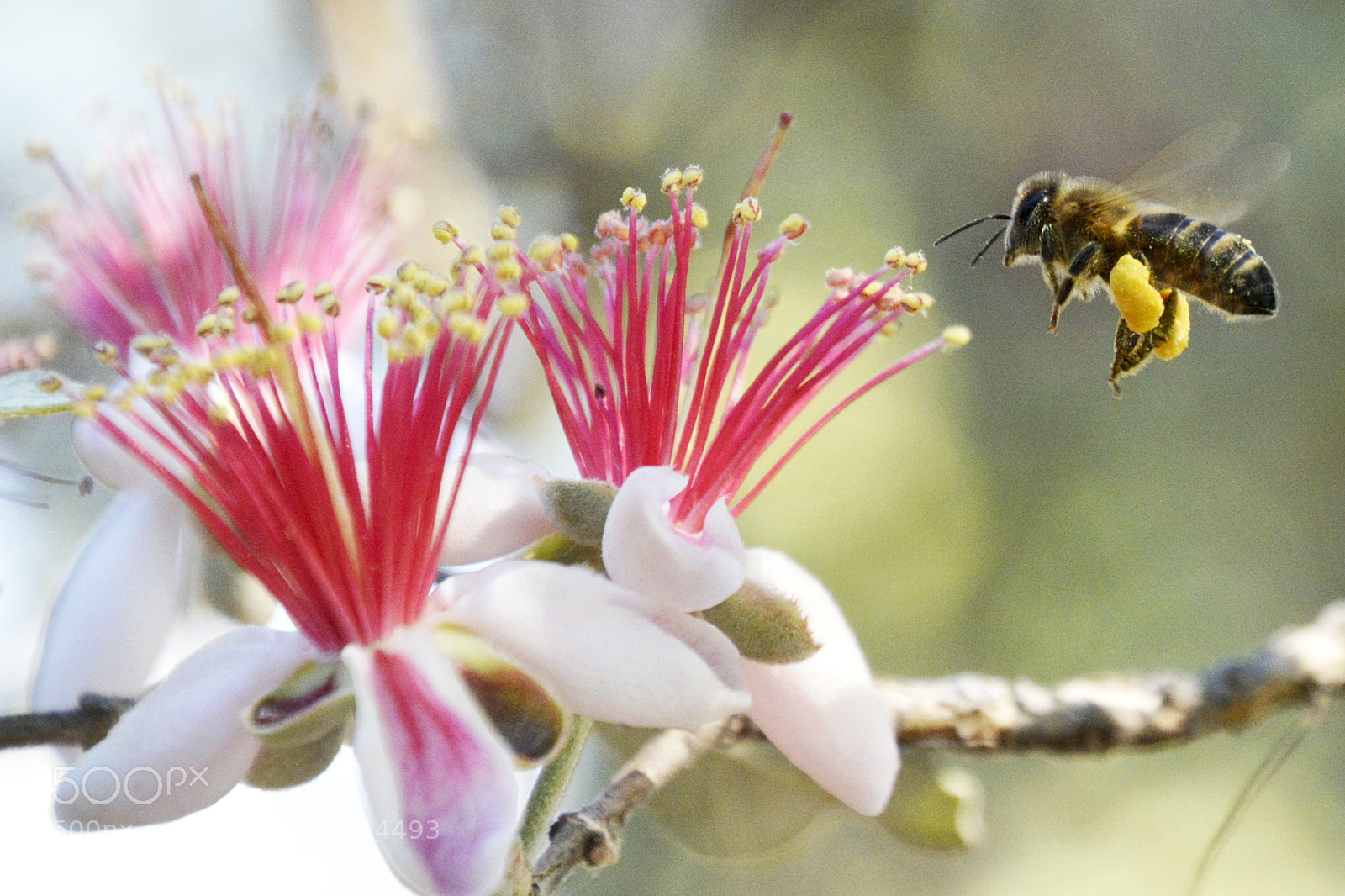 Nikon D5200 sample photo. Bee in flight photography